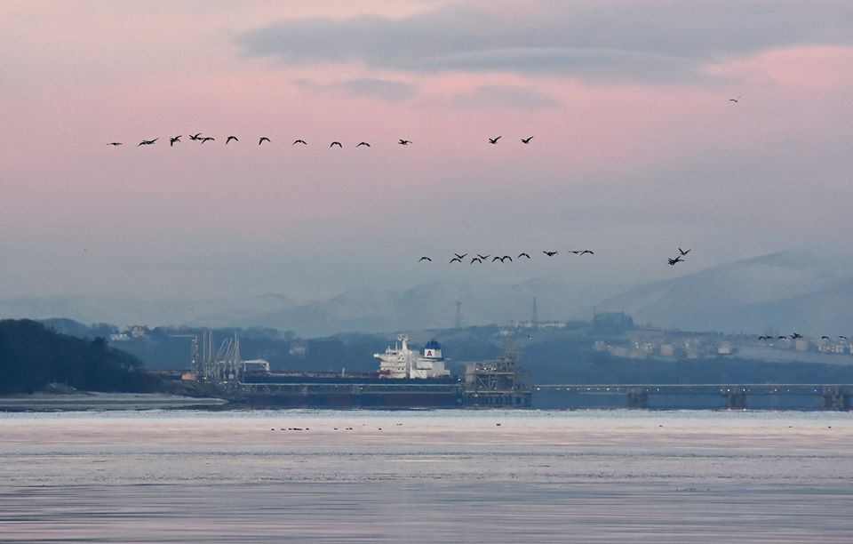 picture of geese