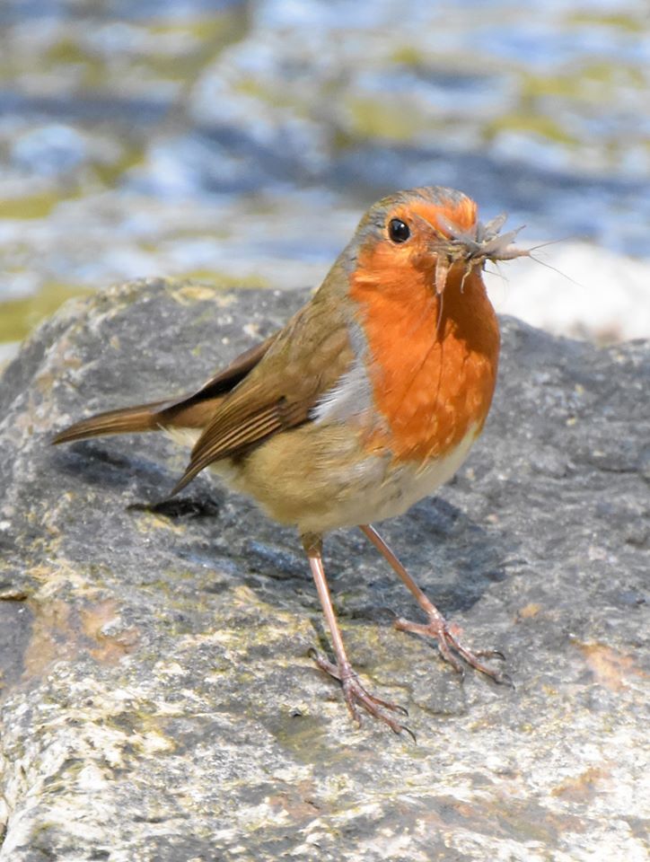 picture of robin